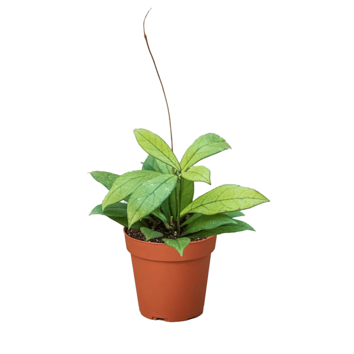 Image of hoya crassipetiolata - best online plant nursery | houseplantsale.com - houseplants for sale online | best indoor plants | forget me not flower market