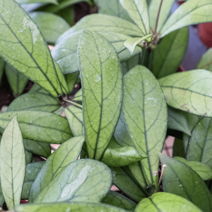 Image of hoya crassipetiolata care - best online plant nursery | houseplantsale.com - houseplants for sale online | best indoor plants | forget me not flower market