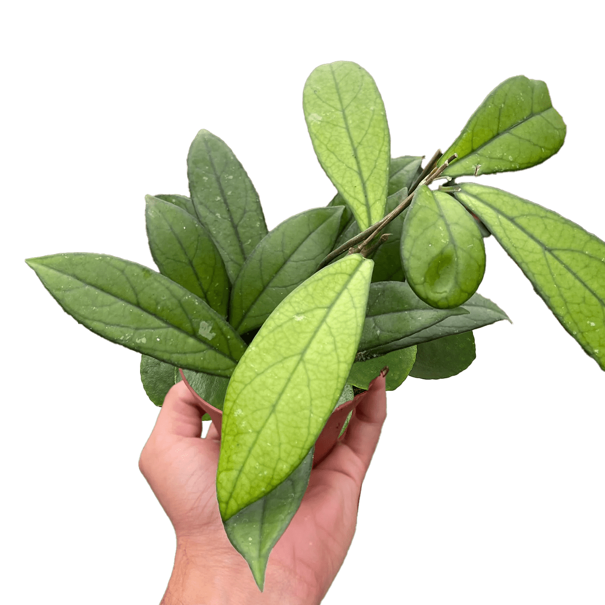Image of hoya crassipetiolata - best online plant nursery | houseplantsale.com - houseplants for sale online | best indoor plants | forget me not flower market