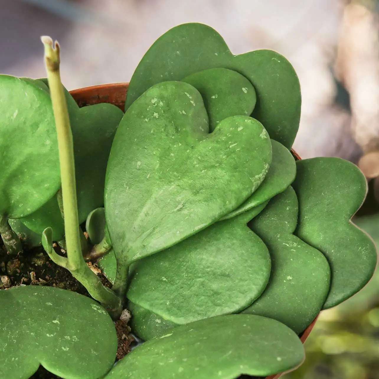 View Hoya Sweetheart Plants for Valentines Day