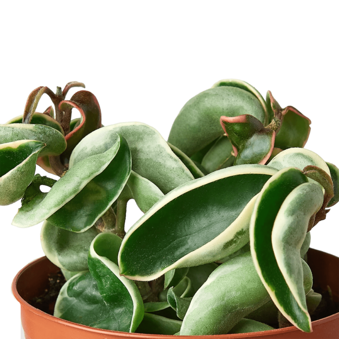 Hoya rope plant variegate House Plants for Sale | Best Indoor Plants | Forget Me Not Flower Market | plant gifts for plant lovers