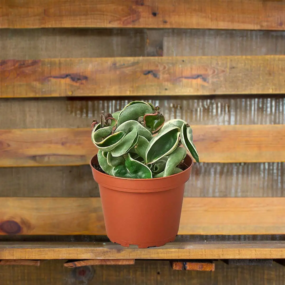 Hoya rope plant variegate House Plants for Sale | Best Indoor Plants | Forget Me Not Flower Market | plant gifts for plant lovers