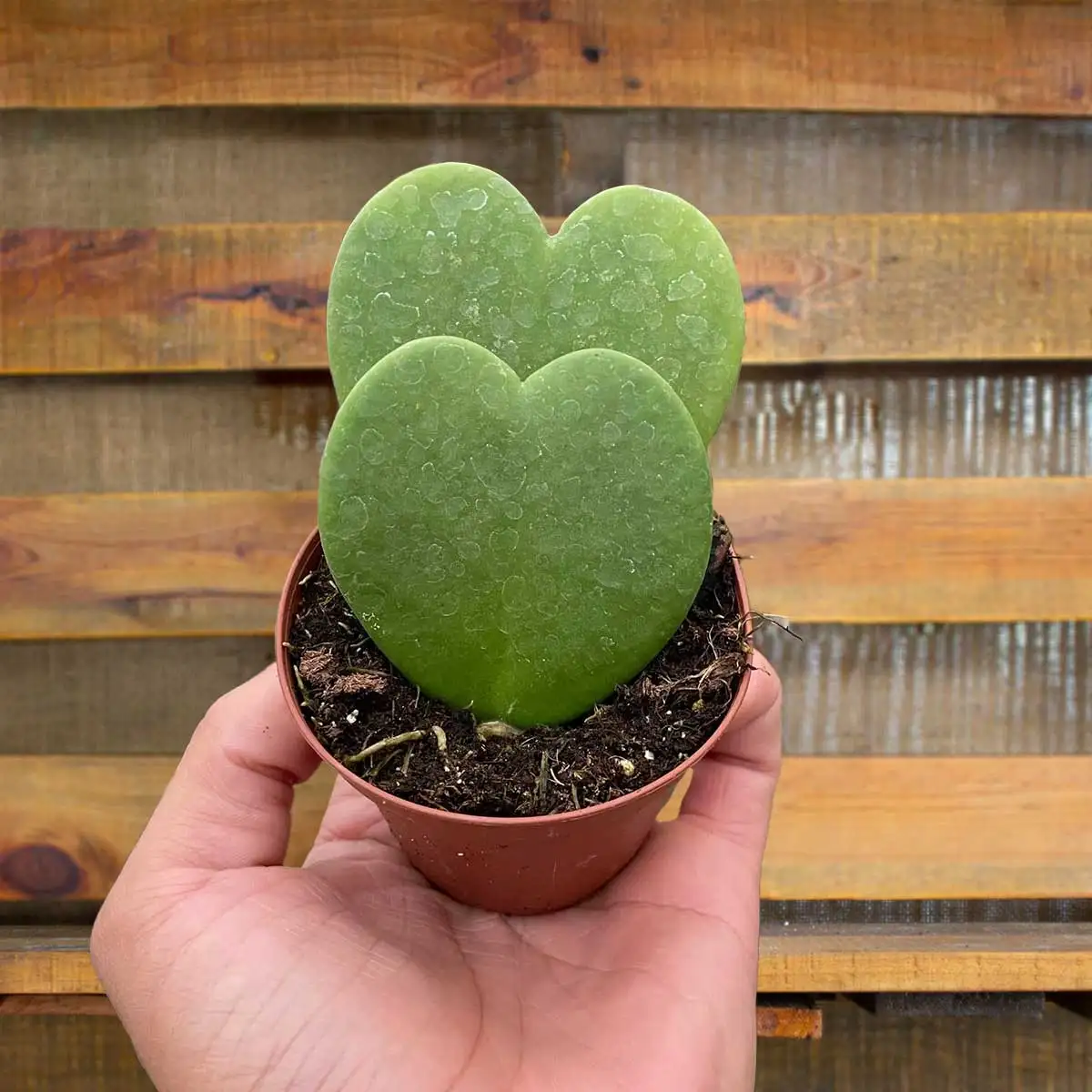 hoya sweatheart Plants for Sale | Best Indoor Plants | Forget Me Not Flower Market | plant gifts for plant lovers