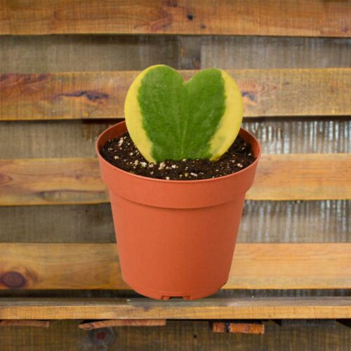 hoya sweatheart variegated Plants for Sale | Best Indoor Plants | Forget Me Not Flower Market | plant gifts for plant lovers
