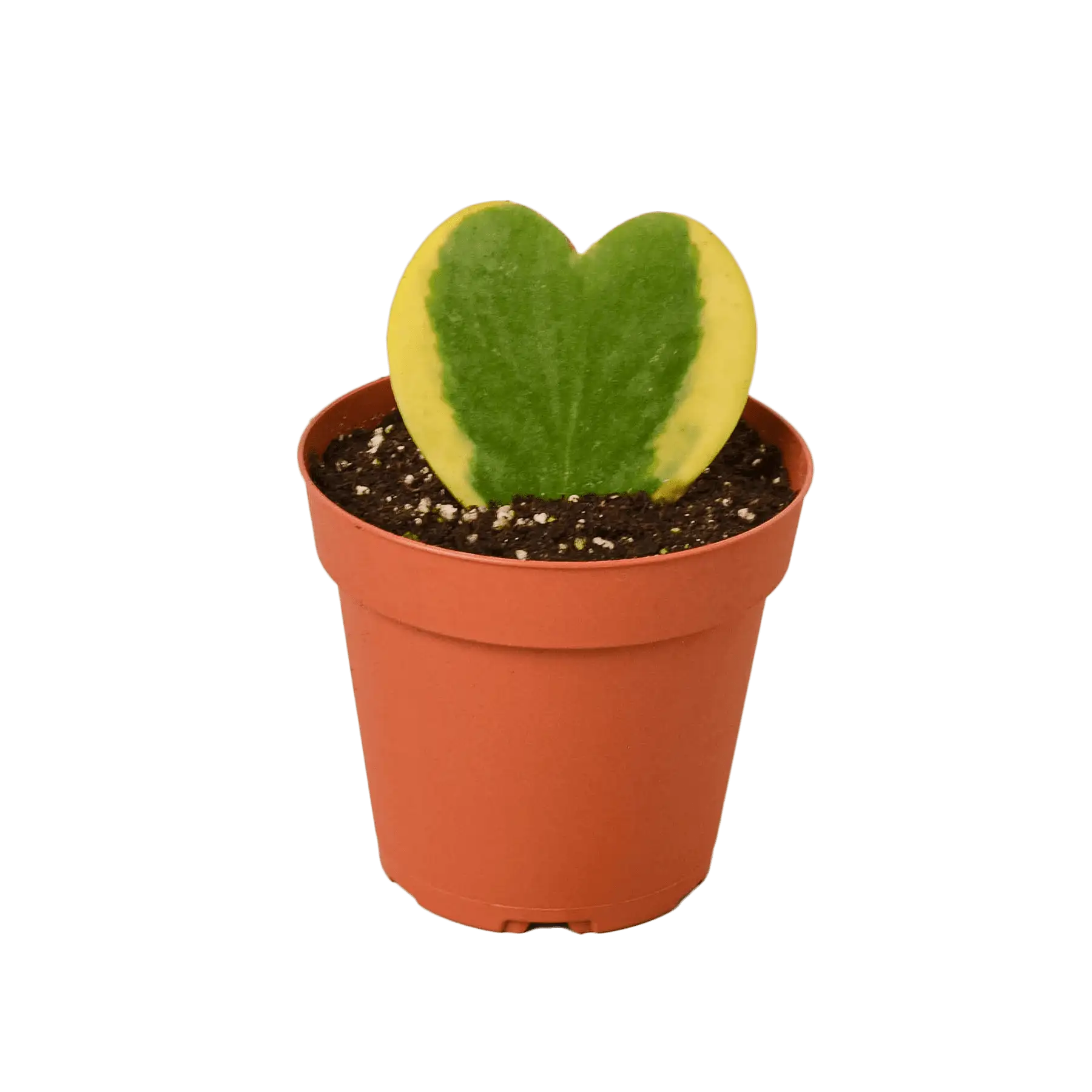 hoya sweatheart variegated Plants for Sale | Best Indoor Plants | Forget Me Not Flower Market | plant gifts for plant lovers