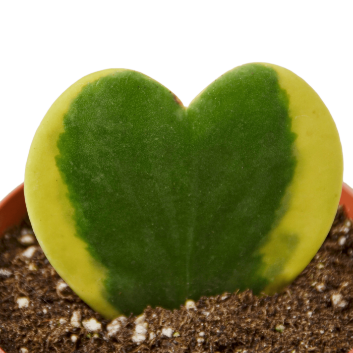 hoya sweatheart variegated Plants for Sale | Best Indoor Plants | Forget Me Not Flower Market | plant gifts for plant lovers