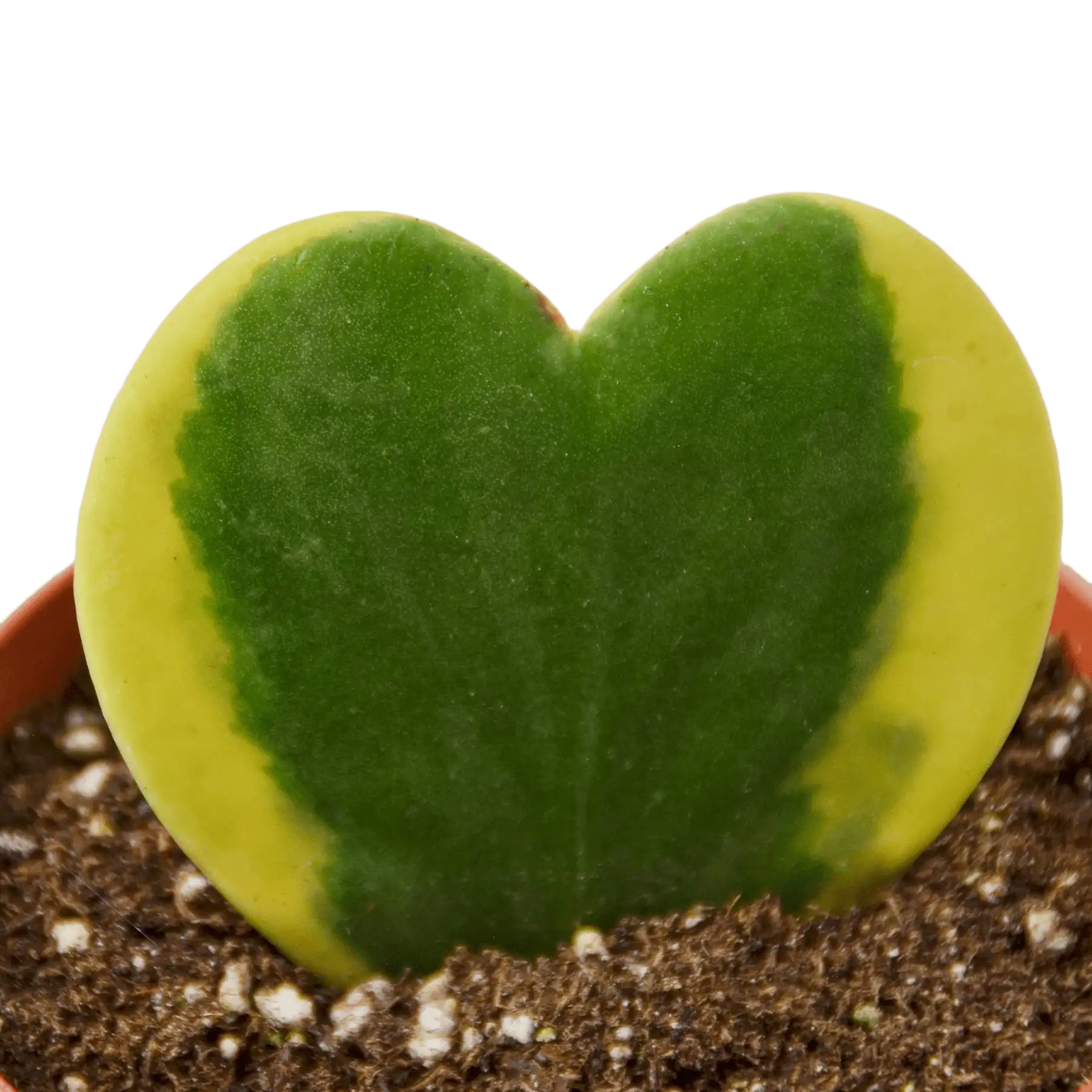 hoya sweatheart variegated Plants for Sale | Best Indoor Plants | Forget Me Not Flower Market | plant gifts for plant lovers