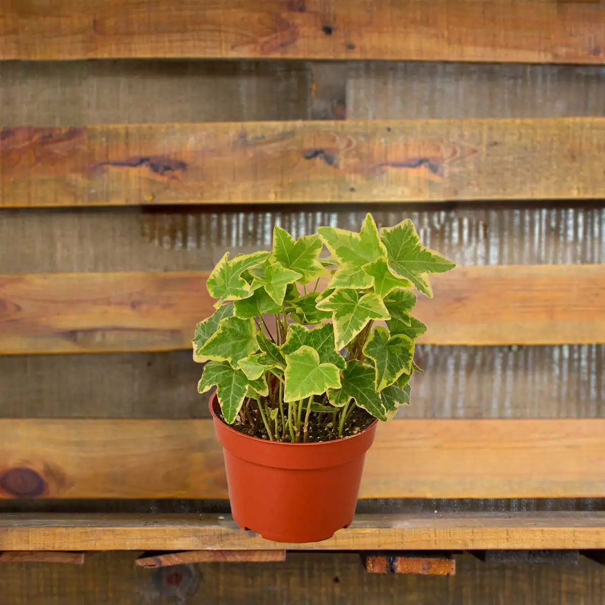 image of English ivy gold child plant for sale | houseplantsale.com | forget me not flower market