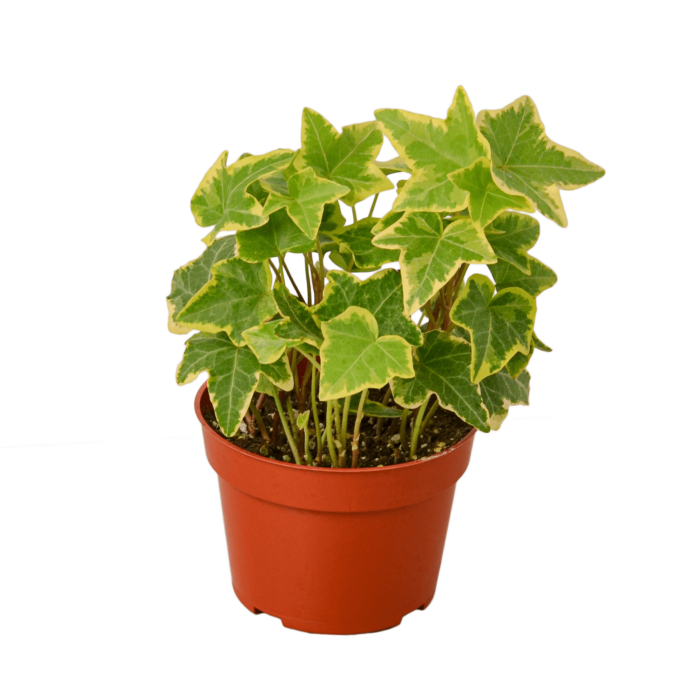 image of English ivy gold child plant for sale | houseplantsale.com | forget me not flower market