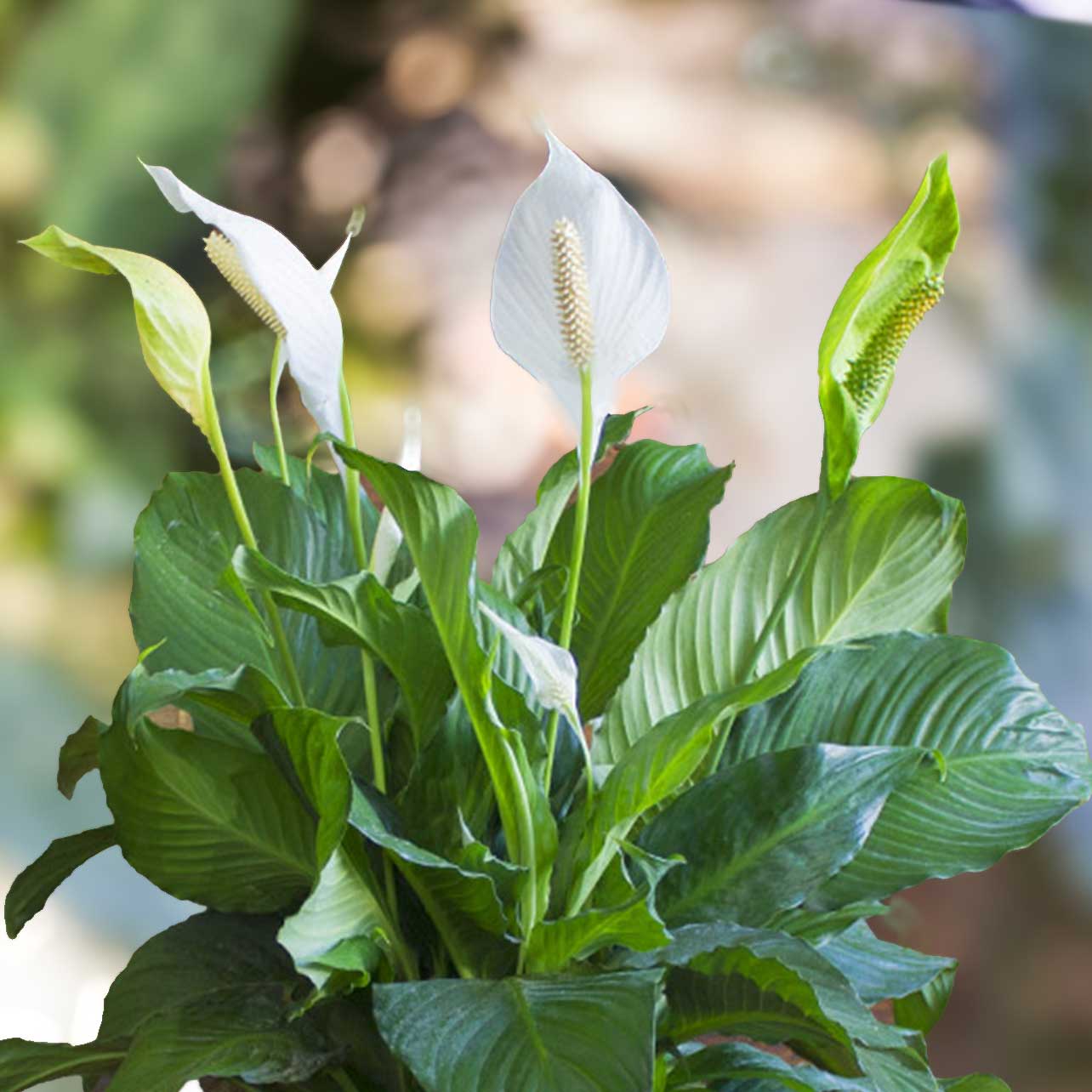 View Peace Lily Spathiphyllum Plants for Valentines Day