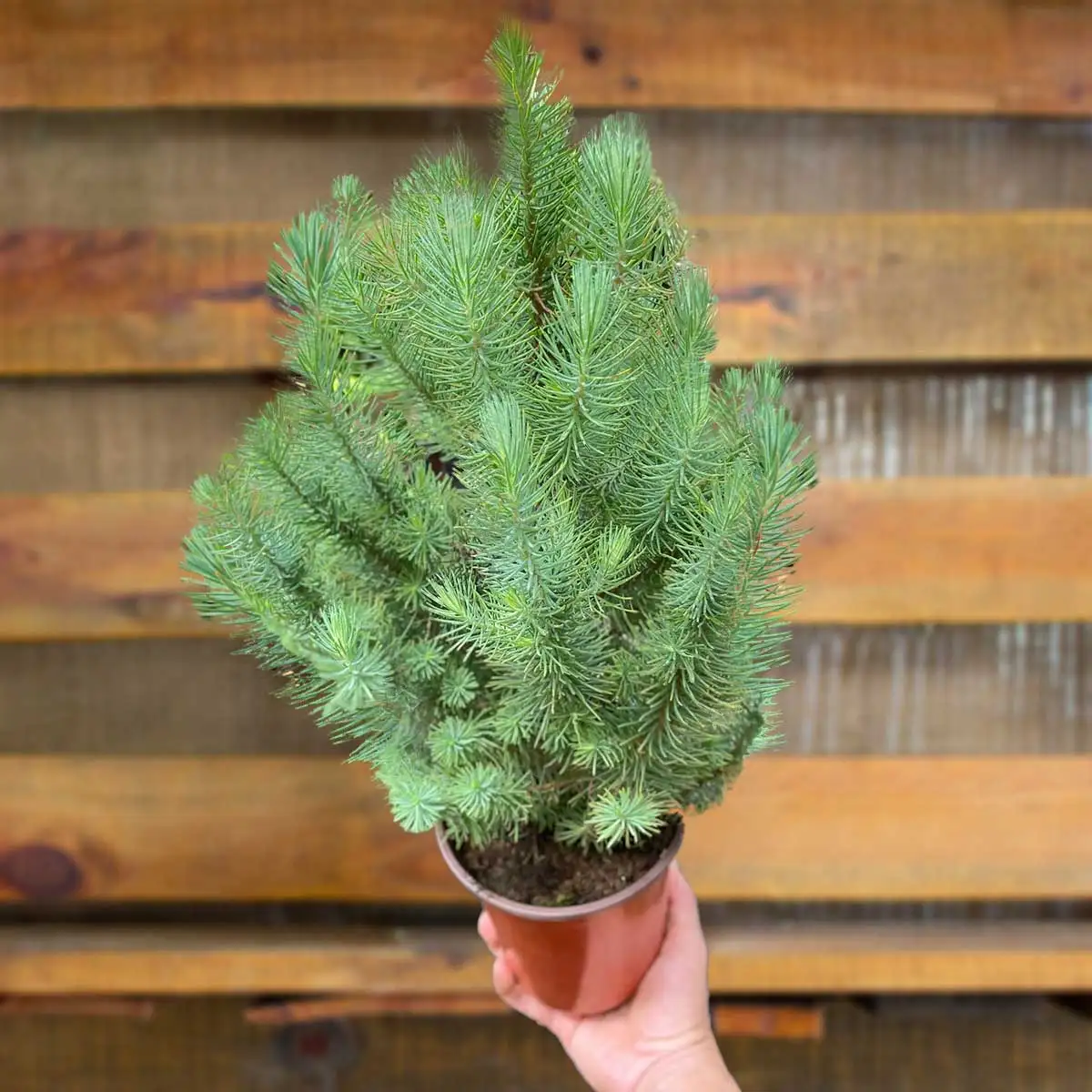 pine stone trees plants for sale | house plant sale | Forget Me Not Flower Market online plant shop | online nurseries near to me