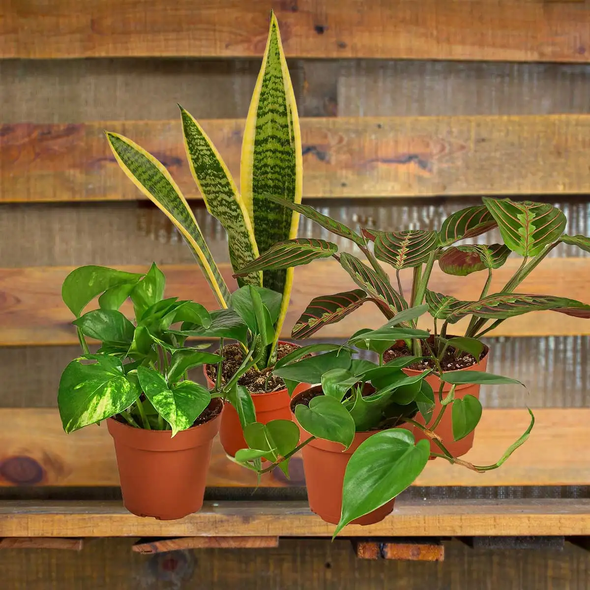 Low Light Plant bundle | house plant sale | Forget Me Not Flower Market online plant shop | online nurseries near to me