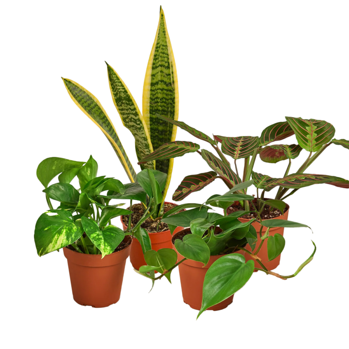 Low Light Plant bundle | house plant sale | Forget Me Not Flower Market online plant shop | online nurseries near to me