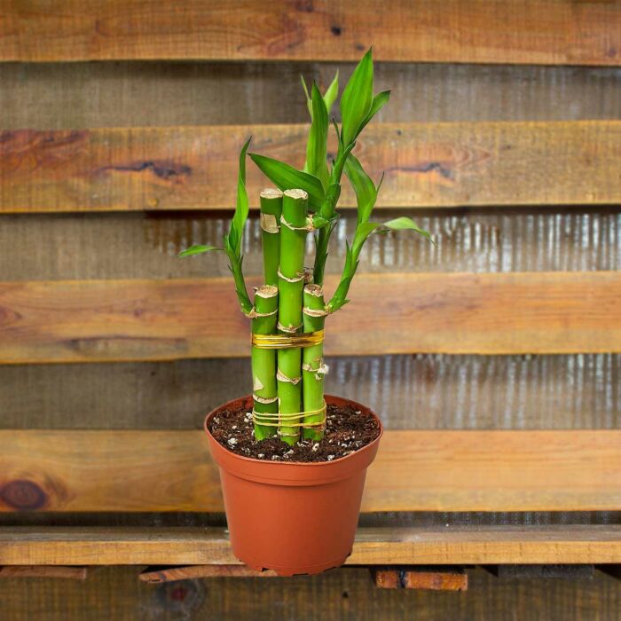 image of lucky bamboo plant for sale online | best online plant nursery | houseplantsale.com - houseplants for sale online | best indoor plants | forget me not flower market