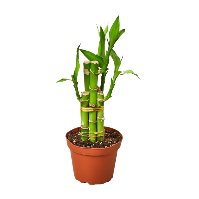 image of lucky bamboo plant for sale online | best online plant nursery | houseplantsale.com - houseplants for sale online | best indoor plants | forget me not flower market