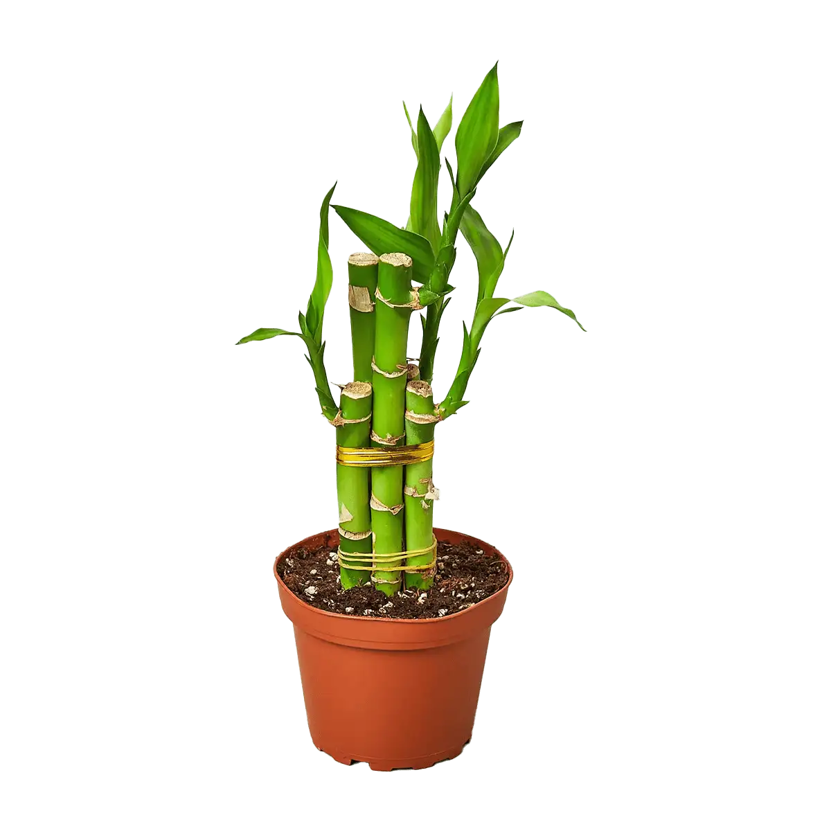 image of lucky bamboo plant for sale online | best online plant nursery | houseplantsale.com - houseplants for sale online | best indoor plants | forget me not flower market
