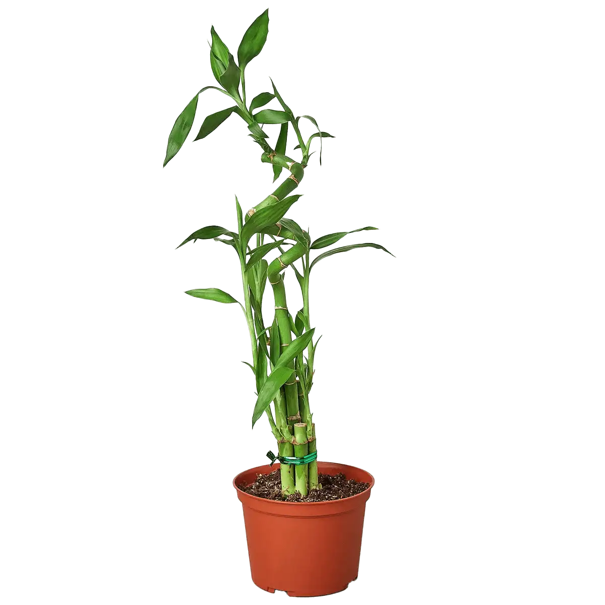 image of lucky bamboo plant for sale online | best online plant nursery | houseplantsale.com - houseplants for sale online | best indoor plants | forget me not flower market