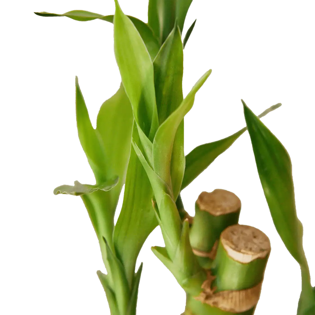 image of lucky bamboo plant for sale online | best online plant nursery | houseplantsale.com - houseplants for sale online | best indoor plants | forget me not flower market