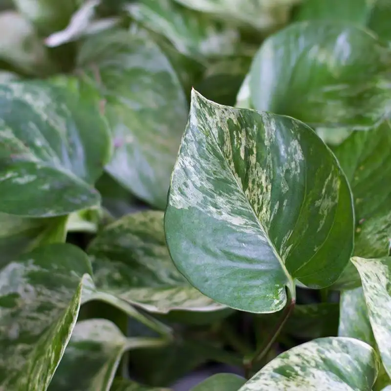 Marble Pothos, House Plants for Sale | Best Indoor Plants | Forget Me Not Flower Market | Bonita Springs Flower Market | Cape Coral, Fort Myers, Naples | Indoor Plants, Outdoor Plants, Garden Plants, Flower plants Nursery, Wholesale Flowers and more