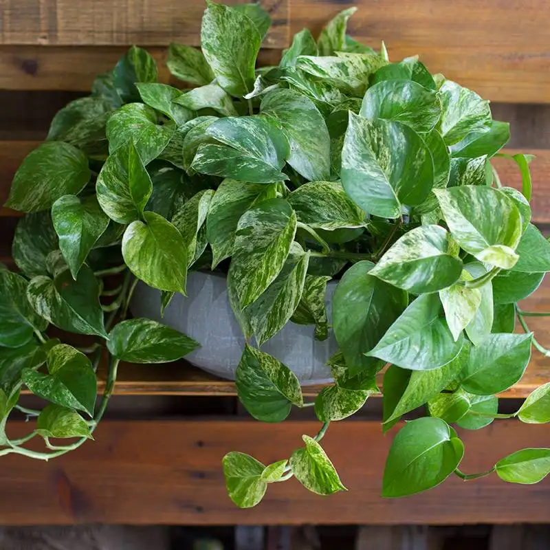 Marble Pothos, House Plants for Sale | Best Indoor Plants | Forget Me Not Flower Market | Bonita Springs Flower Market | Cape Coral, Fort Myers, Naples | Indoor Plants, Outdoor Plants, Garden Plants, Flower plants Nursery, Wholesale Flowers and more