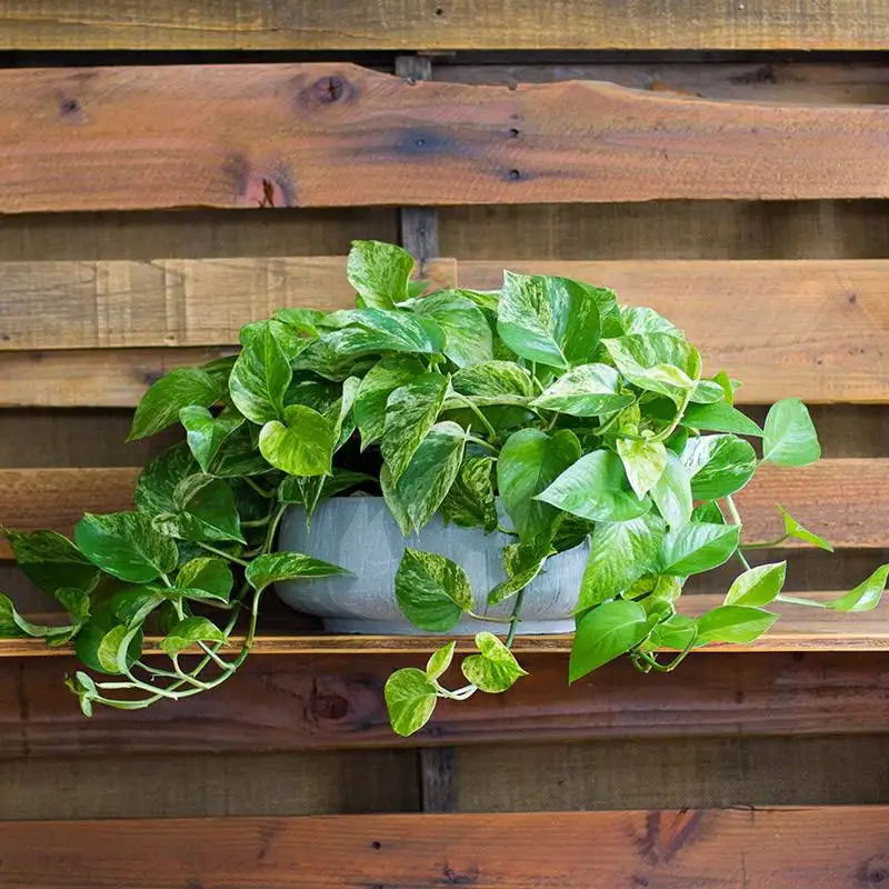 Marble Pothos, House Plants for Sale | Best Indoor Plants | Forget Me Not Flower Market | Bonita Springs Flower Market | Cape Coral, Fort Myers, Naples | Indoor Plants, Outdoor Plants, Garden Plants, Flower plants Nursery, Wholesale Flowers and more