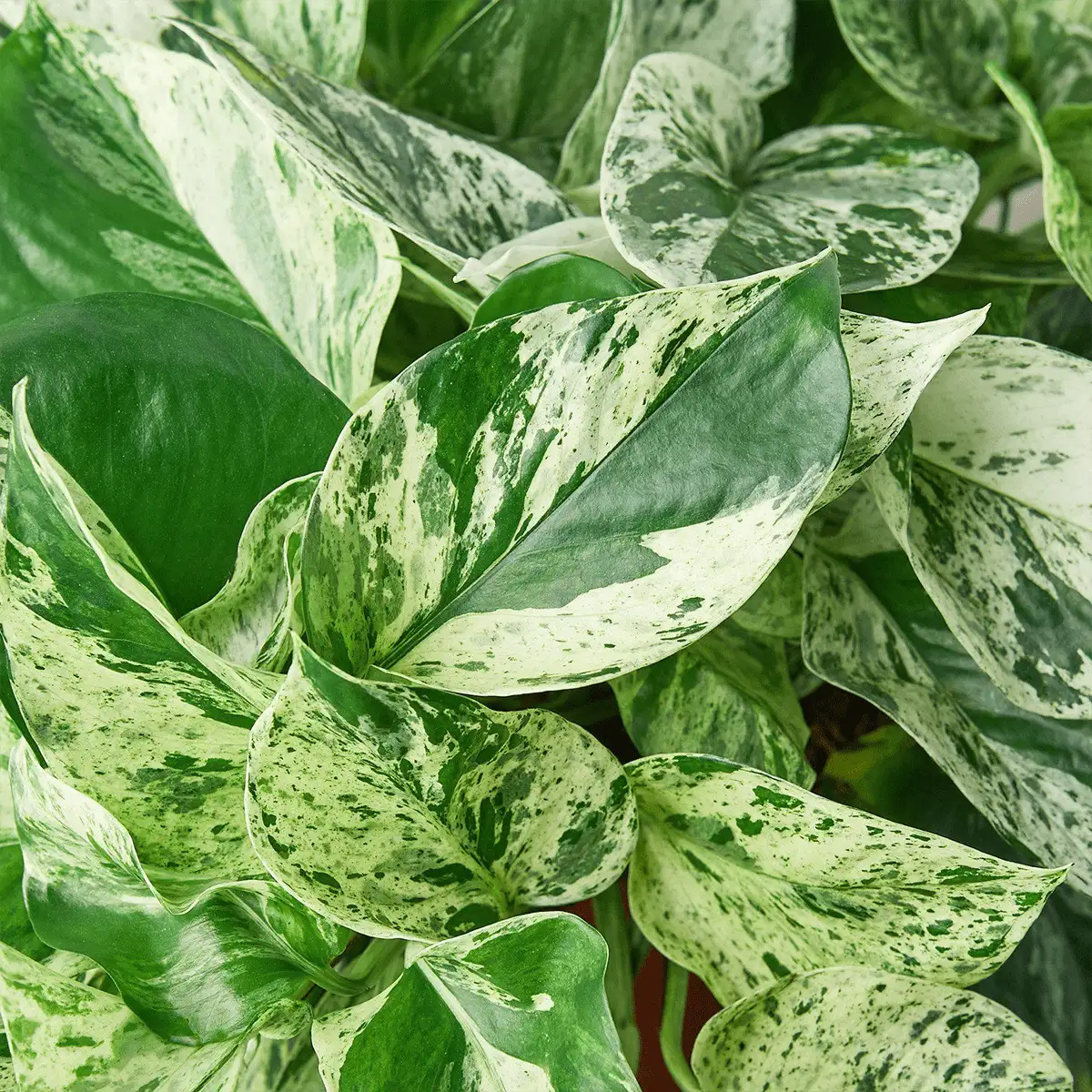 Marble Queen Pothos - 4in Detail Photo - House Plant for Sale | Best Indoor Plants & Houseplant Sale | Forget Me Not Flower Market