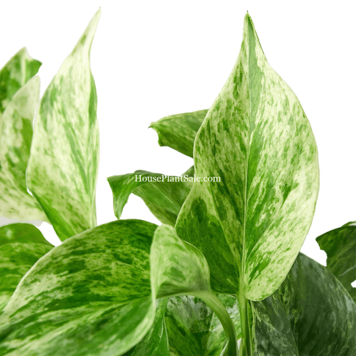 Marble Queen Pothos - 4in Detail Photo - House Plant for Sale | Best Indoor Plants & Houseplant Sale | Forget Me Not Flower Market