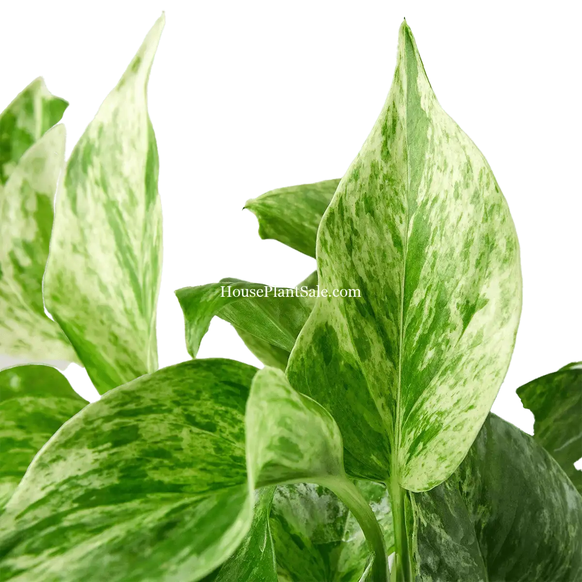 Marble Queen Pothos - 4in Detail Photo - House Plant for Sale | Best Indoor Plants & Houseplant Sale | Forget Me Not Flower Market
