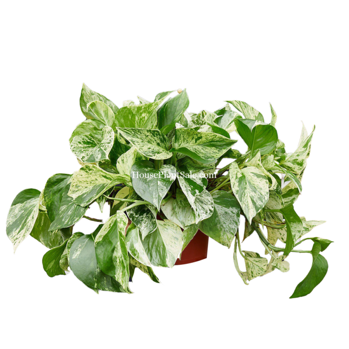 Marble Queen Pothos - 6in Nursery pot - House Plant for Sale | Best Indoor Plants & Houseplant Sale | Forget Me Not Flower Market