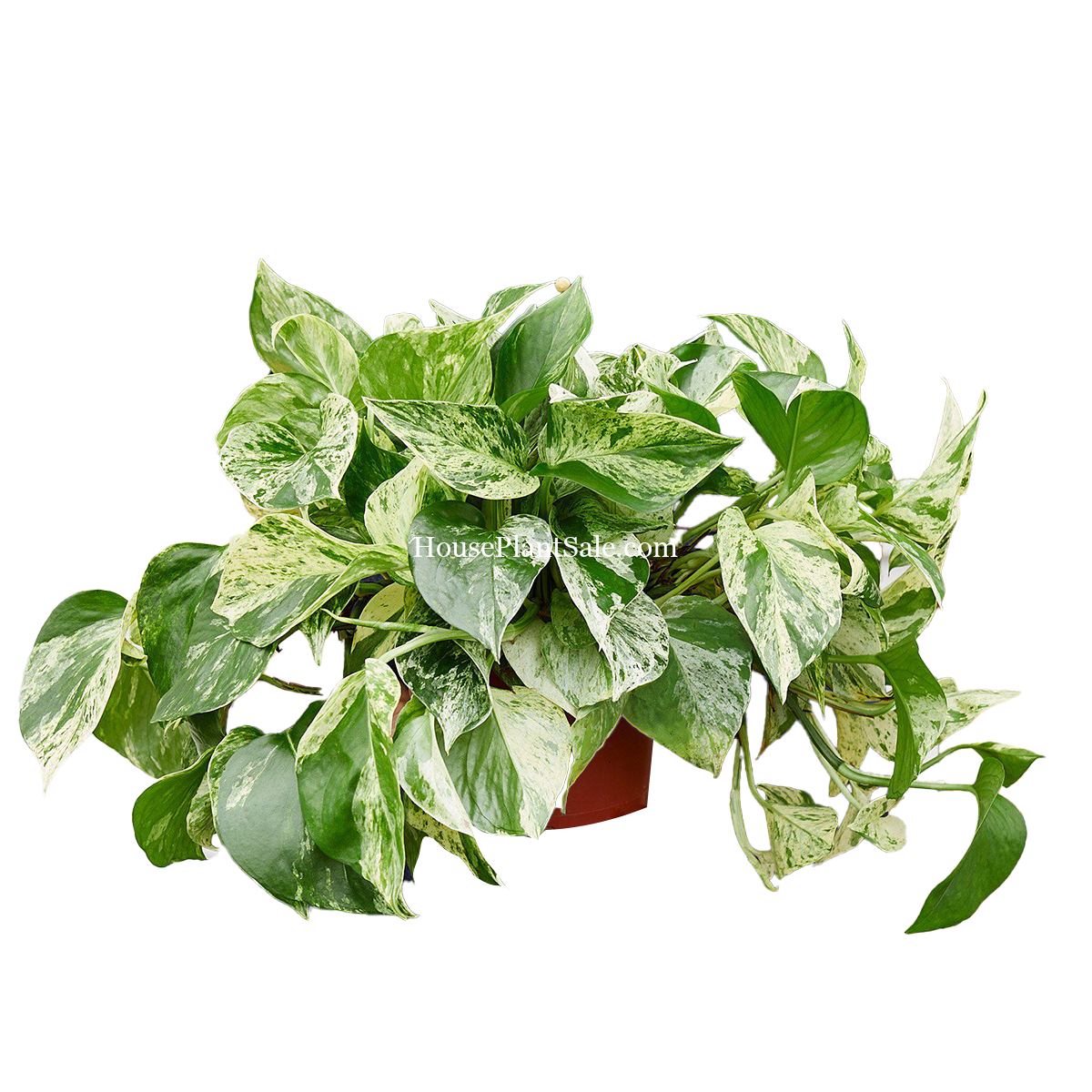 Marble Queen Pothos - 6in Nursery pot - House Plant for Sale | Best Indoor Plants & Houseplant Sale | Forget Me Not Flower Market