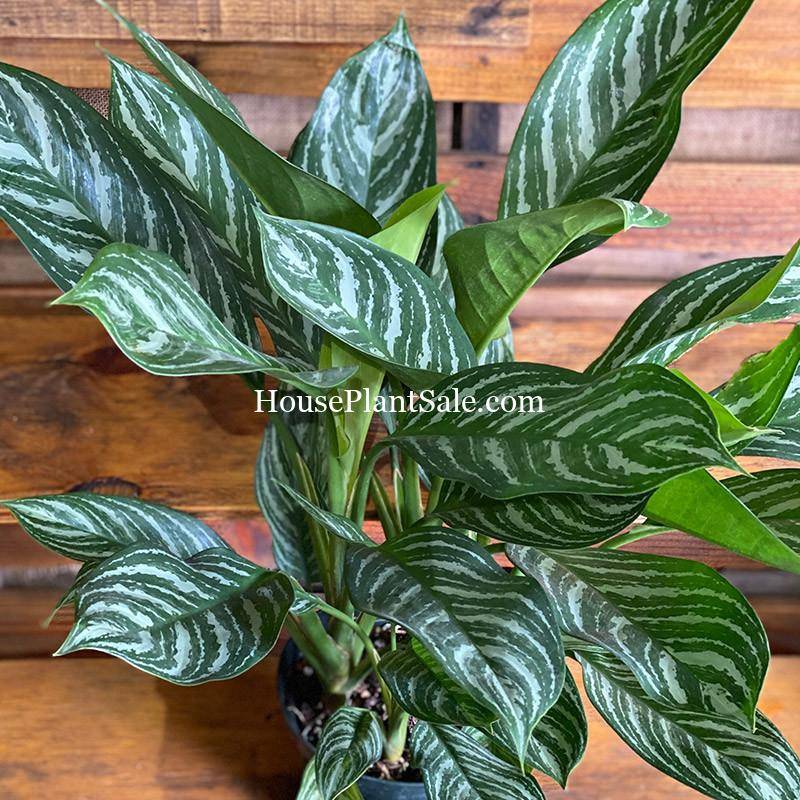 Image result for aglaonema pictures