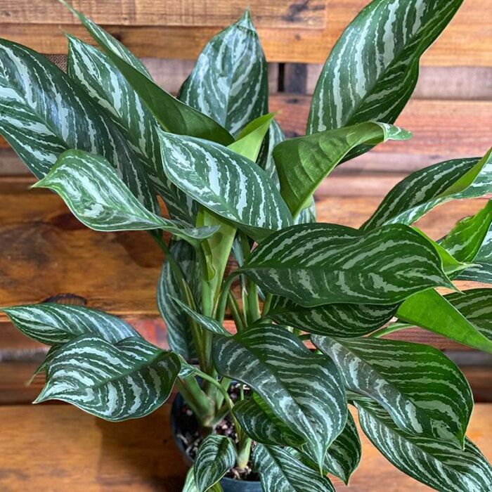 Aglaonema Maria Chinese Evergreen House Plants for Sale - 6in Nursery Pot | Best Indoor Plants & Houseplant Sale | Forget Me Not Flower Market