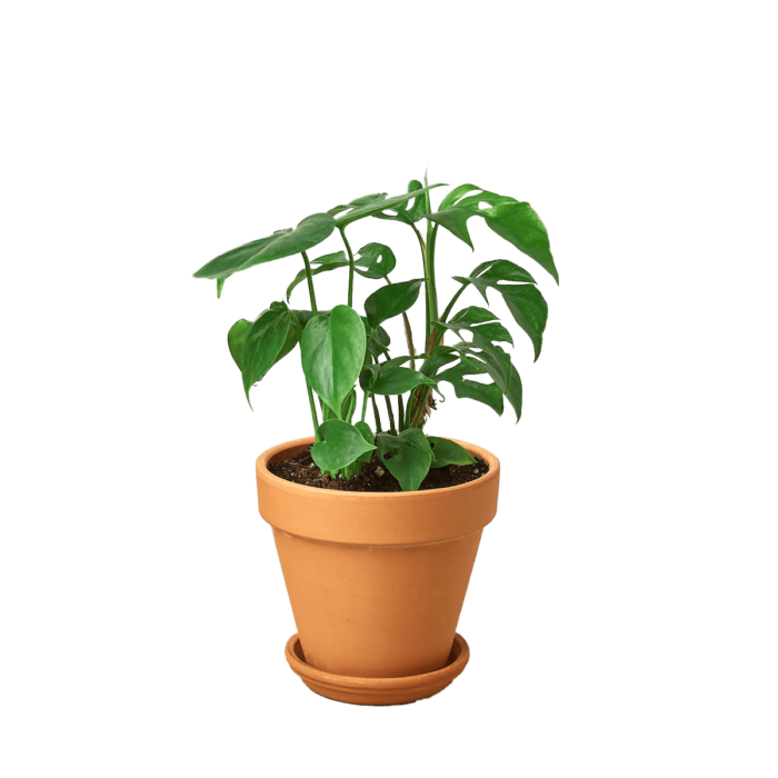 mini monstera minima swiss cheese plant for sale | best online plant nursery | houseplantsale.com - houseplants for sale online | best indoor plants | forget me not flower market