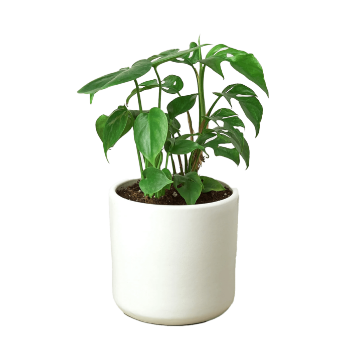 mini monstera minima swiss cheese plants gift delivery | best online plant nursery | houseplantsale.com - houseplants for sale online | best indoor plants | forget me not flower market