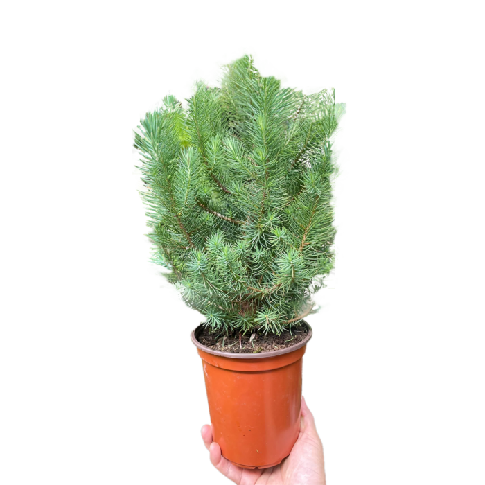 pine stone trees plants for sale | house plant sale | Forget Me Not Flower Market online plant shop | online nurseries near to me