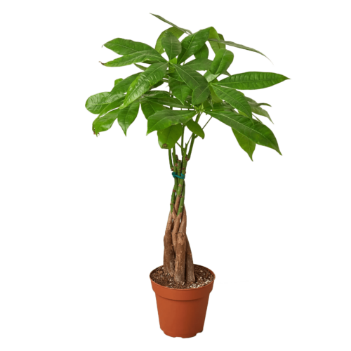 Money Tree Houseplant, House Plants for Sale | Best Indoor Plants | Forget Me Not Flower Market | Bonita Springs Flower Market | Cape Coral, Fort Myers, Naples | Indoor Plants, Outdoor Plants, Garden Plants, Flower plants Nursery, Wholesale Flowers and more