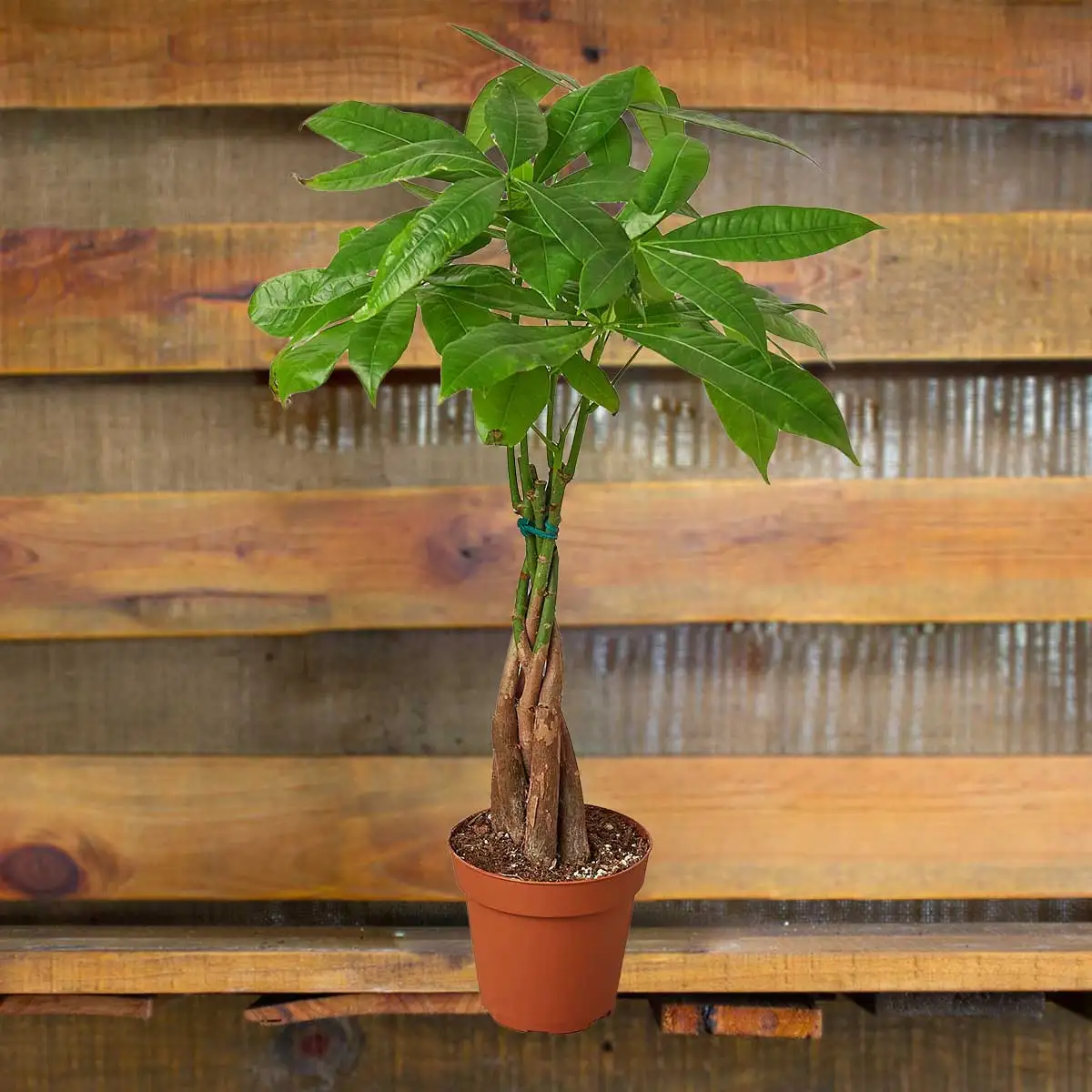 Money Tree Houseplant, House Plants for Sale | Best Indoor Plants | Forget Me Not Flower Market | Bonita Springs Flower Market | Cape Coral, Fort Myers, Naples | Indoor Plants, Outdoor Plants, Garden Plants, Flower plants Nursery, Wholesale Flowers and more