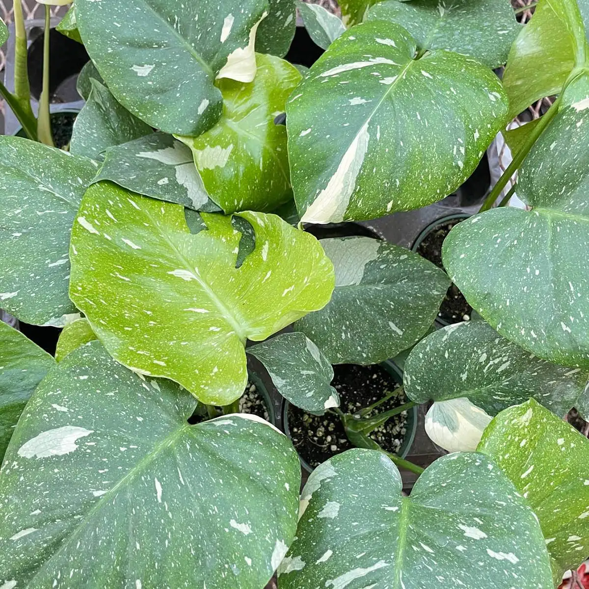 Monstera thai constellation from the Philodendron Monstera Deliciosa family. House Plants for Sale - 4in Nursery Pot | Best Indoor Plants & Houseplant Sale | Forget Me Not Flower Market