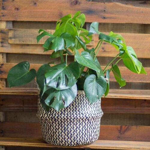 Monstera Deliciosa, House Plants for Sale | Best Indoor Plants | Forget Me Not Flower Market | Bonita Springs Flower Market | Cape Coral, Fort Myers, Naples | Indoor Plants, Outdoor Plants, Garden Plants, Flower plants Nursery, Wholesale Flowers and more