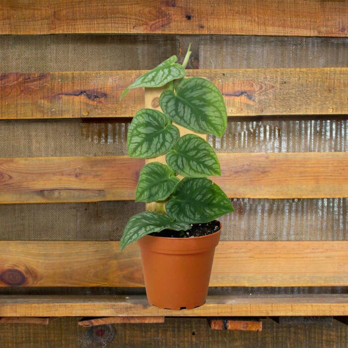 image of monstera dubia plant for sale | houseplantsale.com | forget me not flower market