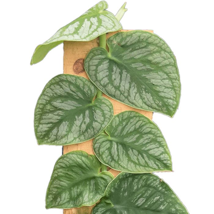 image of monstera dubia plant for sale | houseplantsale.com | forget me not flower market