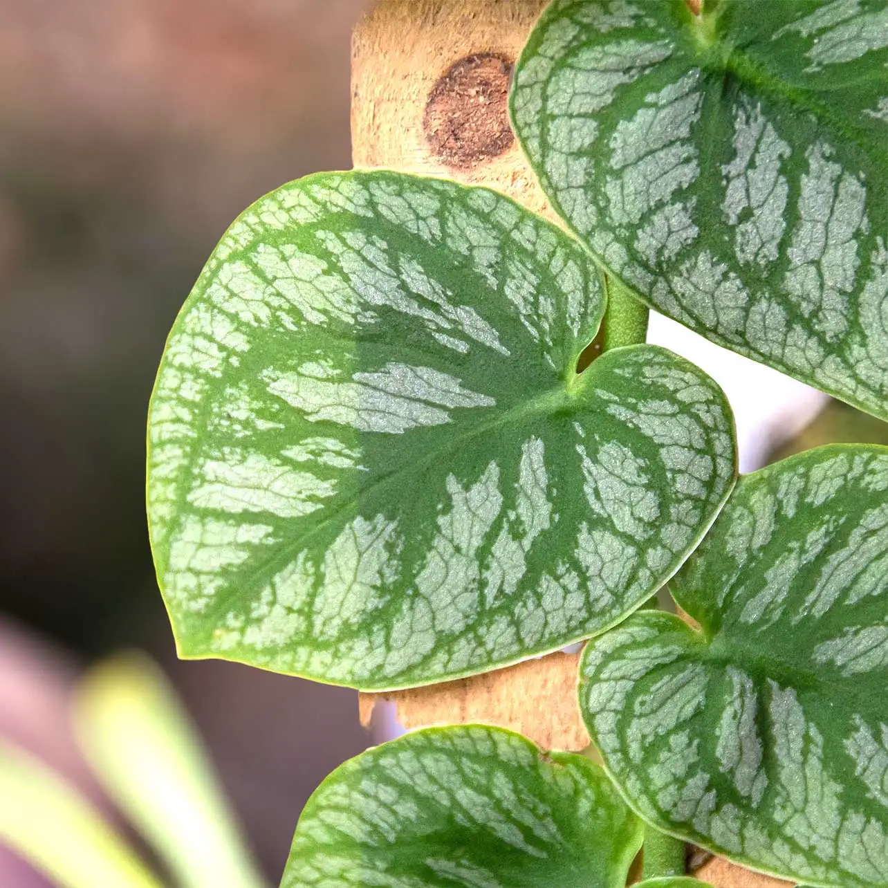 View Monstera Dubia Shingle Plants for Valentines Day