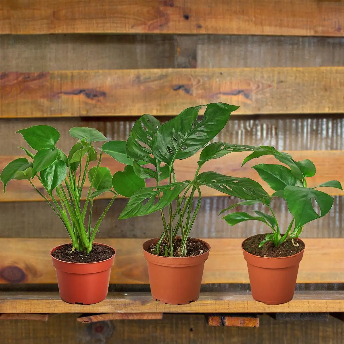 Monstera Bundle- Monstera Split Leaf, Monstera Minima AKA Rhaphidophora tetrasperma and Swiss Cheese Monstera plants for gifts | best online plant nursery | houseplantsale.com - houseplants for sale online | best indoor plants | forget me not flower market