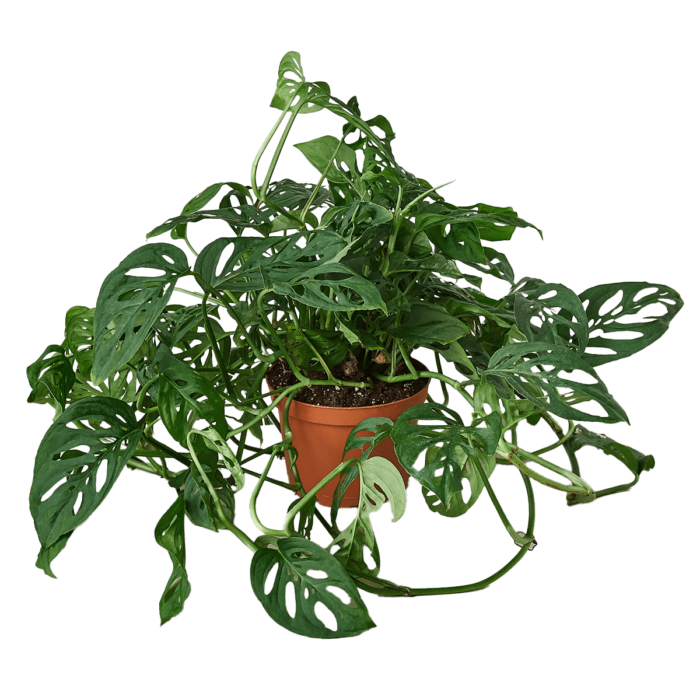 Monstera Adansonii - Swiss Cheese Vine, House Plants for Sale | Best Indoor Plants | Forget Me Not Flower Market | Bonita Springs Flower Market | Cape Coral, Fort Myers, Naples | Indoor Plants, Outdoor Plants, Garden Plants, Flower plants Nursery, Wholesale Flowers and more