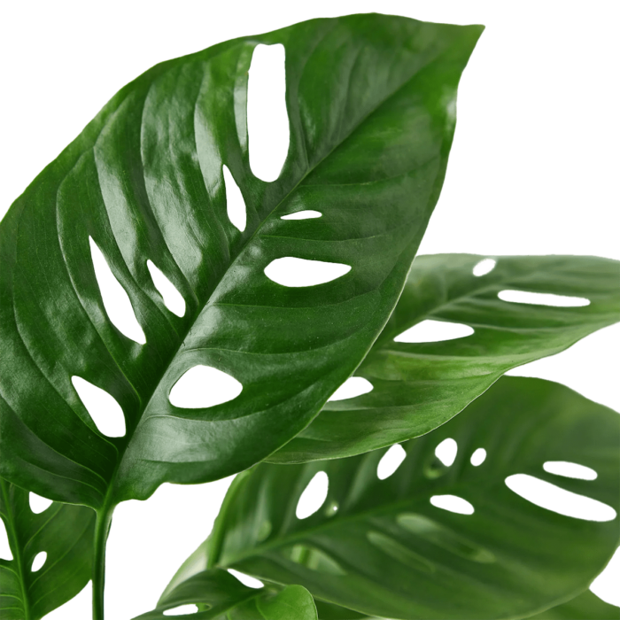Monstera Adansonii - Swiss Cheese Vine, House Plants for Sale | Best Indoor Plants | Forget Me Not Flower Market | Bonita Springs Flower Market | Cape Coral, Fort Myers, Naples | Indoor Plants, Outdoor Plants, Garden Plants, Flower plants Nursery, Wholesale Flowers and more