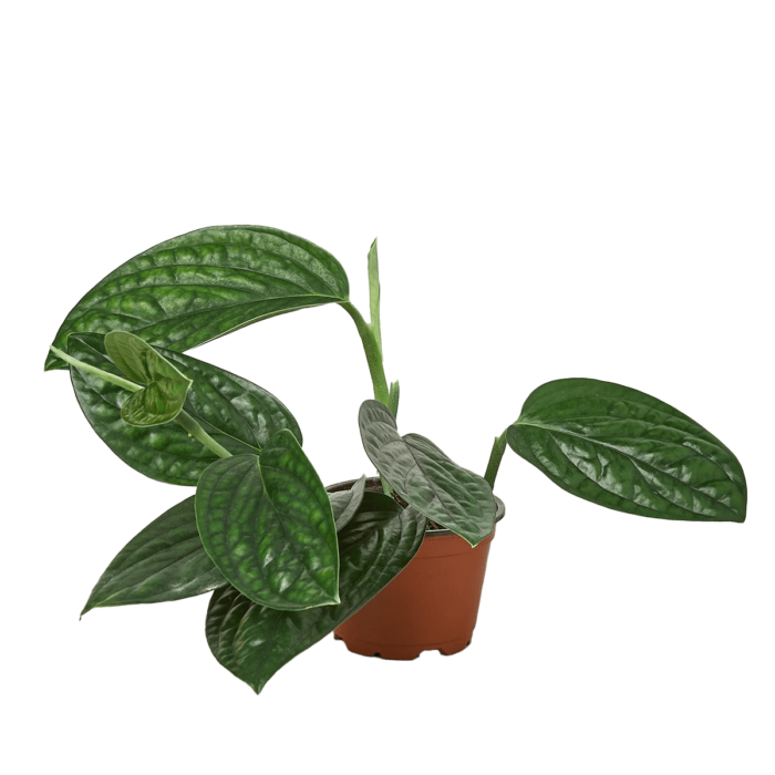 Monstera kartenianum or Monstera 'Peru' - houseplants for sale - houseplant sale.com