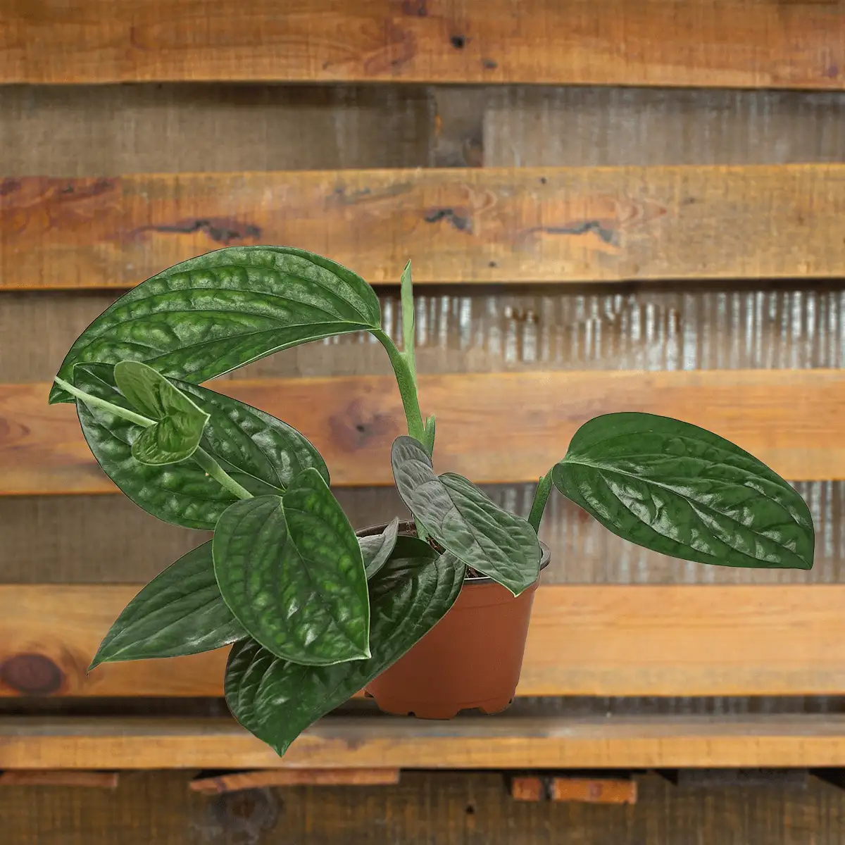 Monstera kartenianum or Monstera 'Peru' - houseplants for sale - houseplant sale.com