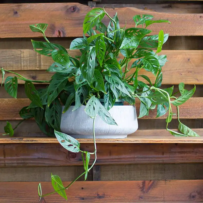 Monstera Adansonii - Swiss Cheese Vine, House Plants for Sale | Best Indoor Plants | Forget Me Not Flower Market | Bonita Springs Flower Market | Cape Coral, Fort Myers, Naples | Indoor Plants, Outdoor Plants, Garden Plants, Flower plants Nursery, Wholesale Flowers and more