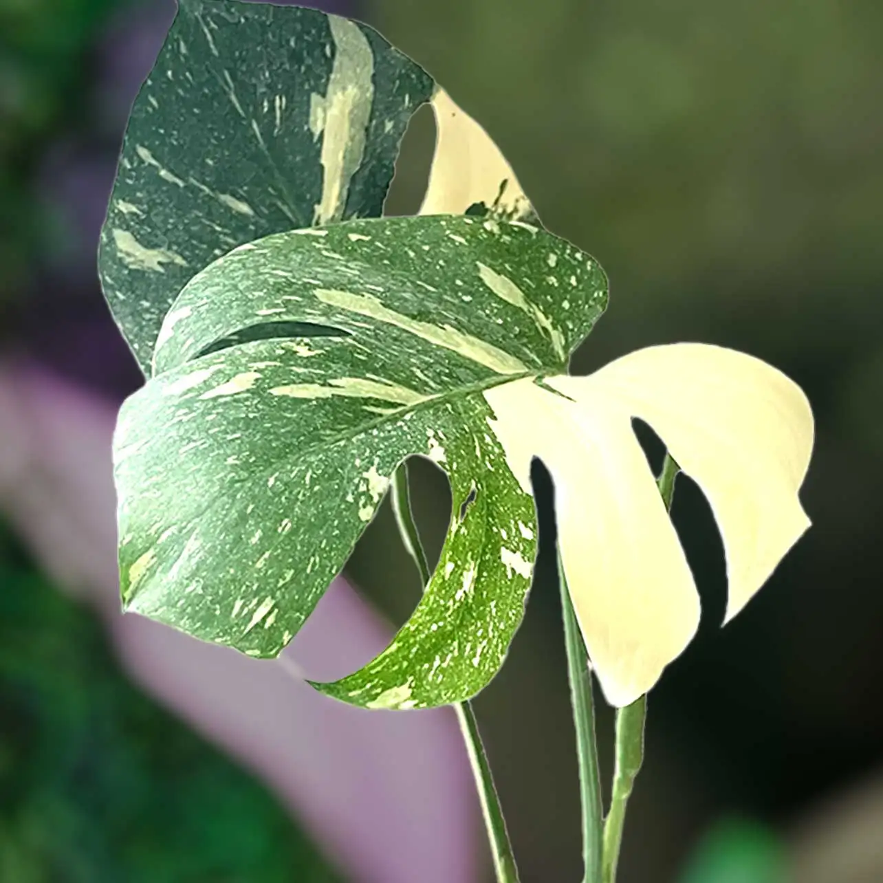 View Monstera Thai Constellation Plants for Valentines Day