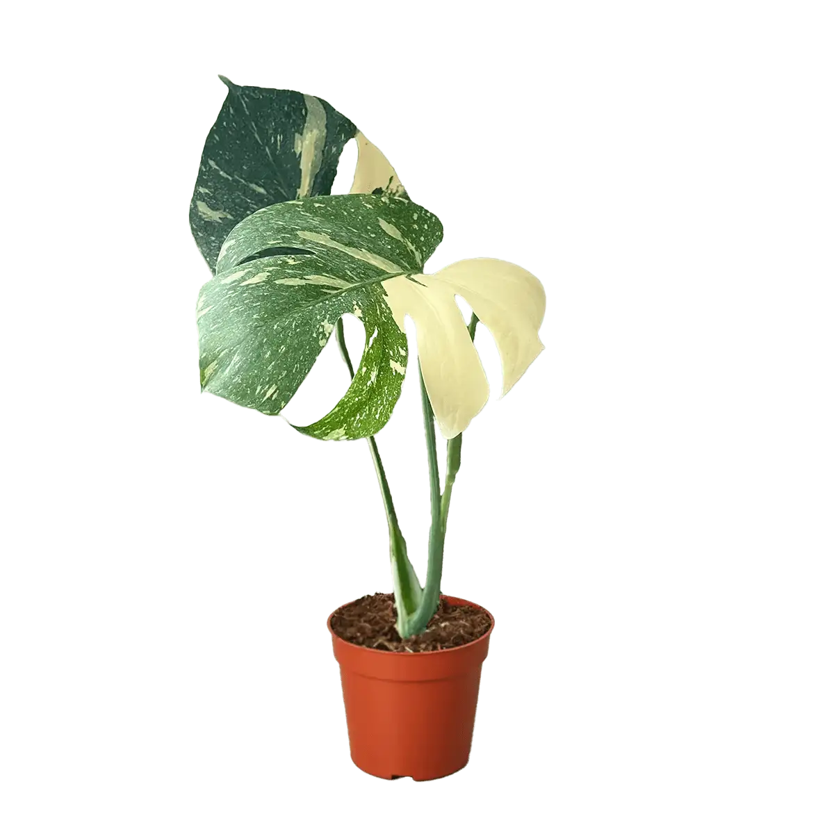 Monstera thai constellation from the Philodendron Monstera Deliciosa family. House Plants for Sale - 4in Nursery Pot | Best Indoor Plants & Houseplant Sale | Forget Me Not Flower Market